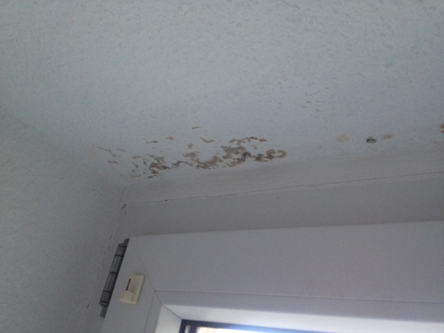 Schimmel An Der Wand Und Um Das Fenster Herum